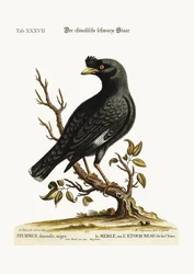 A kínai Starling vagy Black-Bird, 1749-73